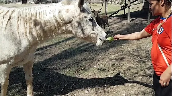 Nuovi Ero eccitato di vedere le dimensioni del pene di un cavallo !!! Volevo che il mio ragazzo si concentrasse così !!! Paty Butt, El Toro De Orofilm migliori